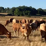 La Steveniere Et D'hotes 4* Chandolas